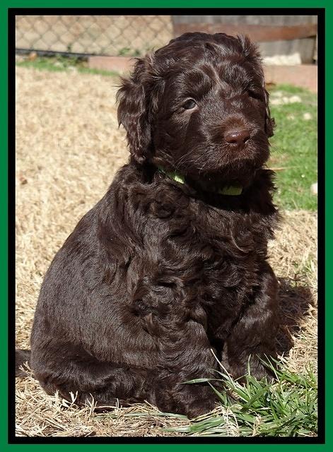 Darling Hero pups 5 wks old 141