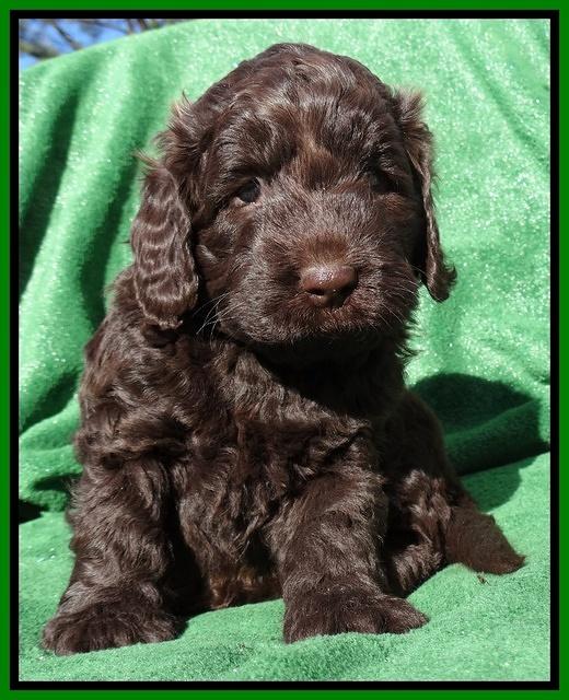 Darling Hero pups 5 wks old 171