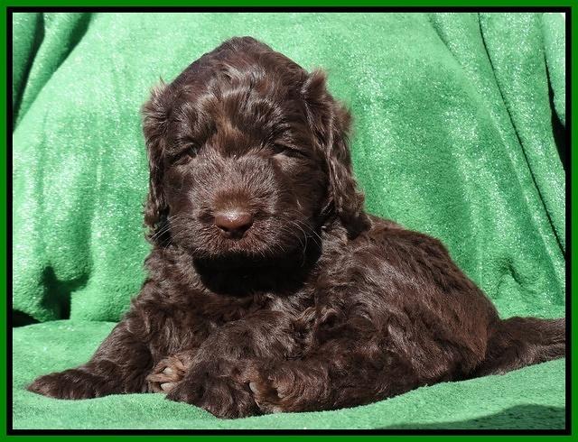 Darling Hero pups 5 wks old 191