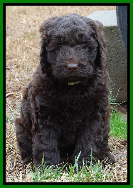 Darling Hero pups 6 wks old 161