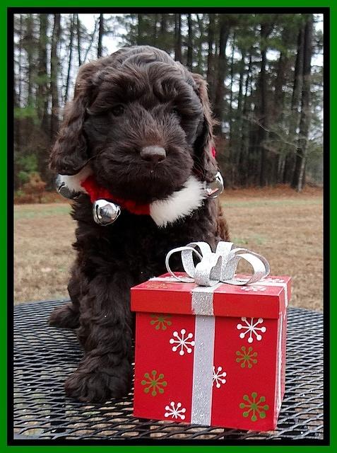 Darling Hero pups 6 wks old 171