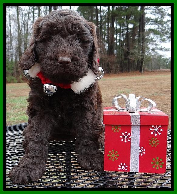 Darling Hero pups 6 wks old 191