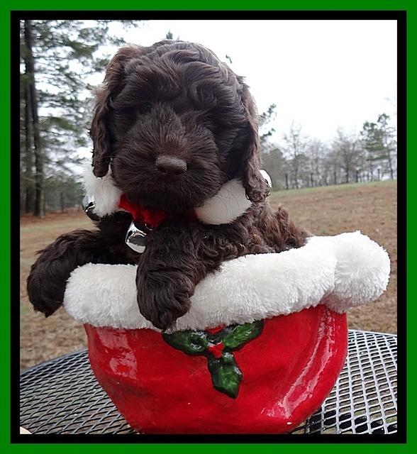 Darling Hero pups 6 wks old 201