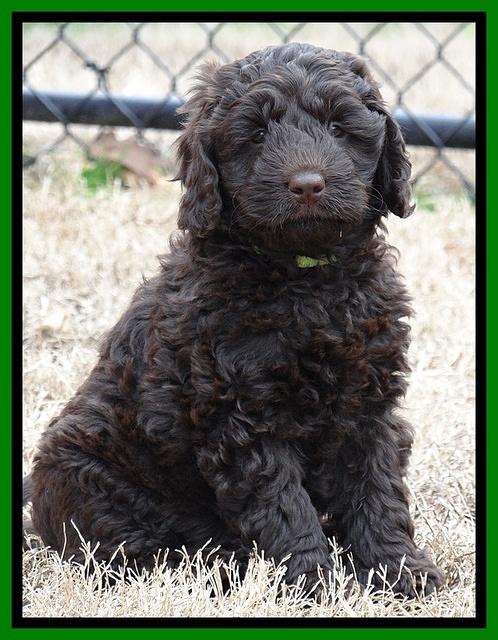 Darling Hero pups 7 wks old 191