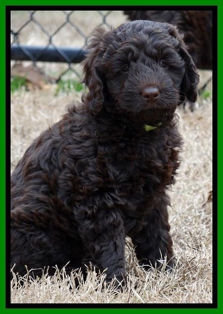 Darling Hero pups 7 wks old 201