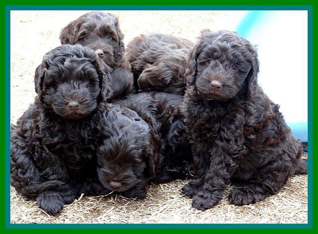 Darling Hero pups 7 wks old 431