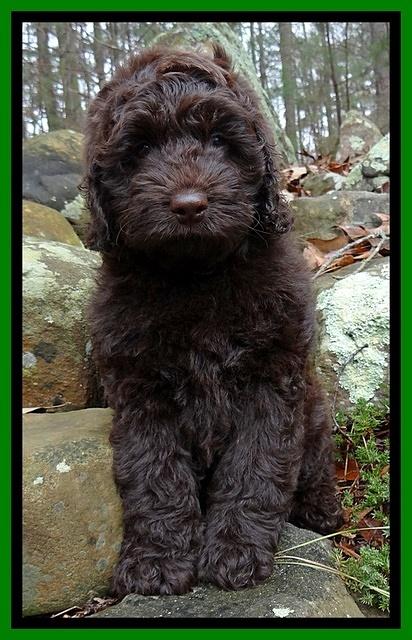 Darling Hero pups 8 wks old 022