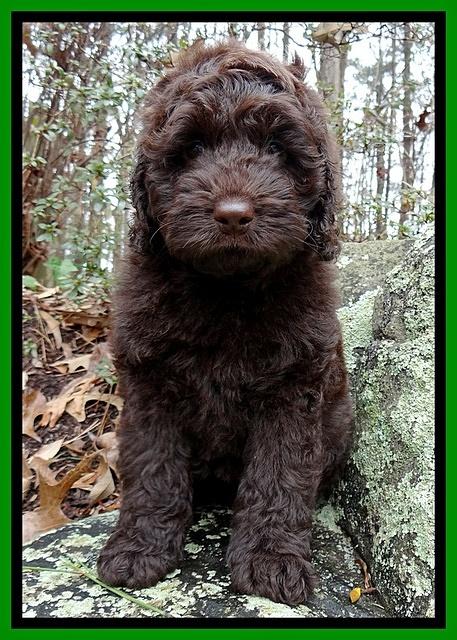 Darling Hero pups 8 wks old 034