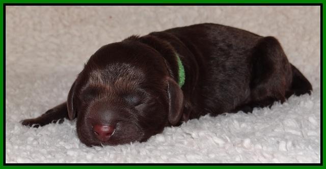 Darling Hero pups newborn 024