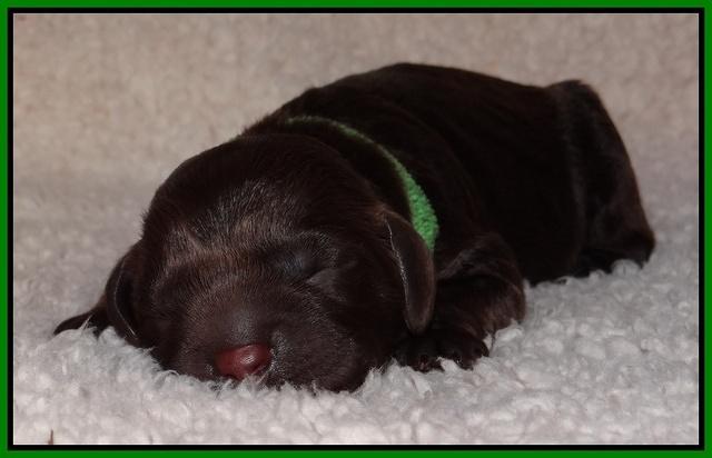 Darling Hero pups newborn 026