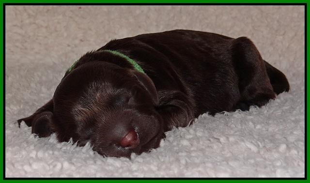Darling Hero pups newborn 028