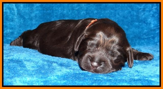 Darling Hero pups 1 wk old 12