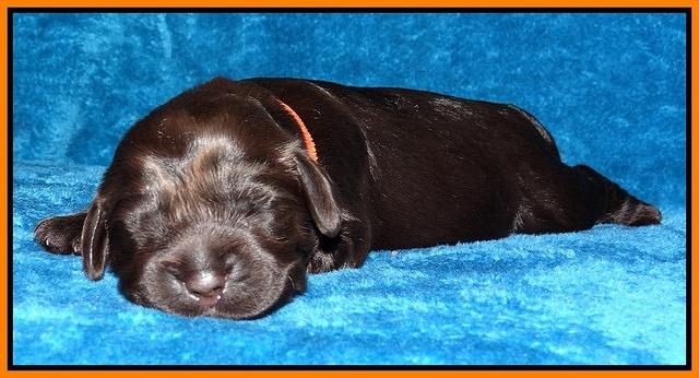 Darling Hero pups 1 wk old 22