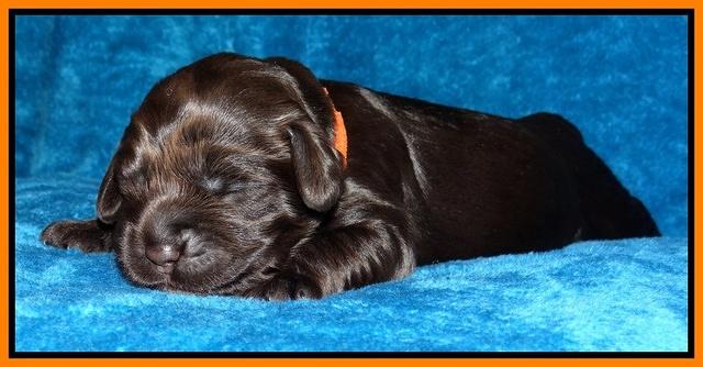 Darling Hero pups 1 wk old 32