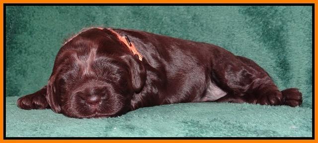 Darling Hero pups 2 wks old 049