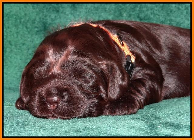 Darling Hero pups 2 wks old 051