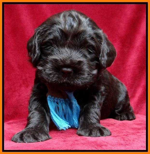 Darling Hero pups 3 wks old 131