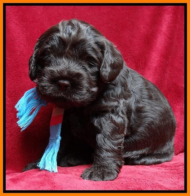 Darling Hero pups 3 wks old 151