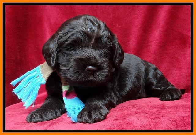 Darling Hero pups 3 wks old 161