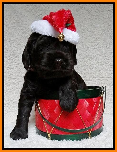 Darling Hero pups 4 wks old 052