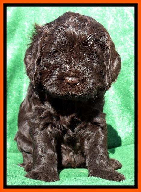 Darling Hero pups 5 wks old 211