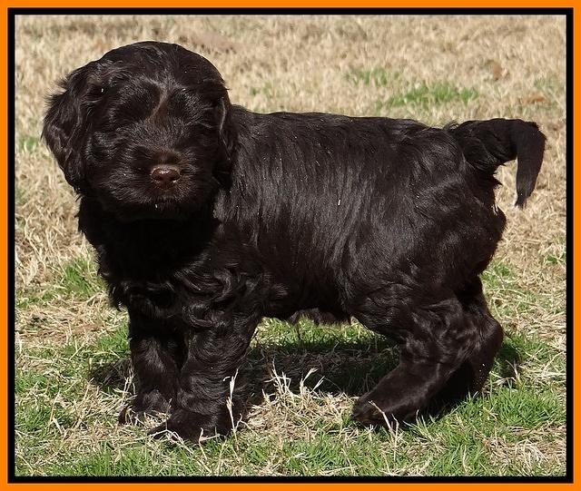 Darling Hero pups 5.2 weeks 31_2