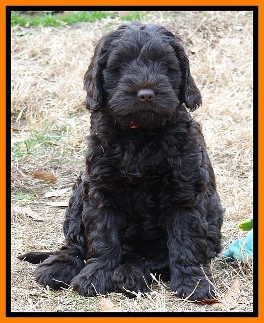 Darling Hero pups 7 wks old 291