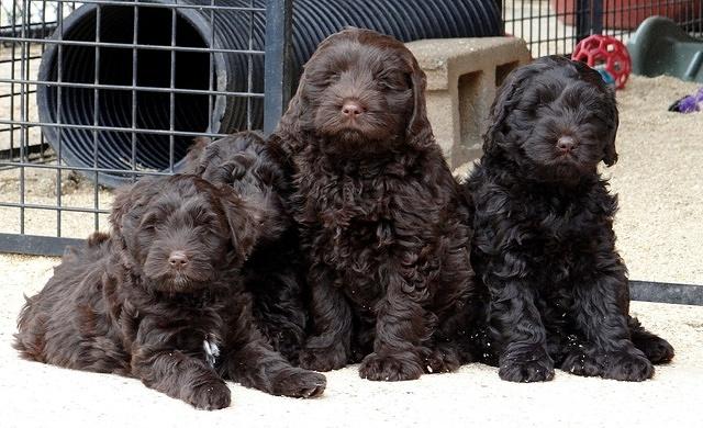 Darling Hero pups 7.5 weeks old 281