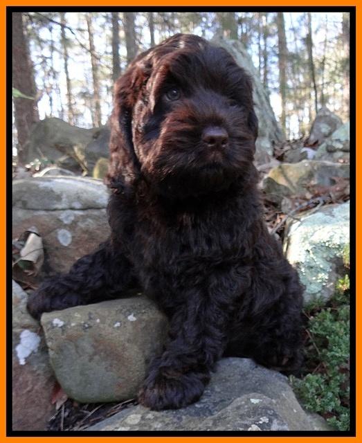 Darling Hero pups 8 weeks old 007