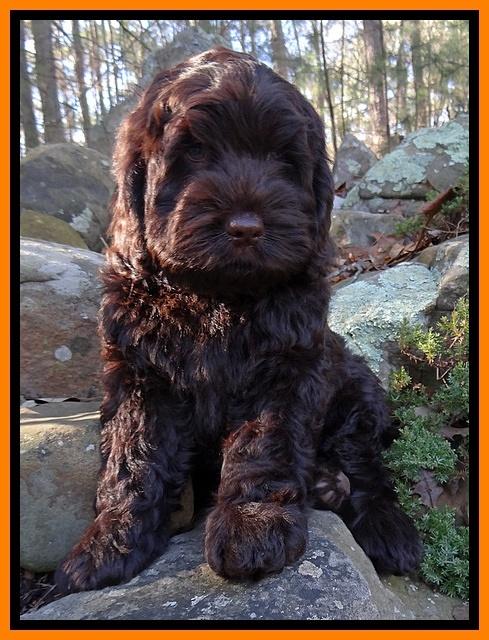 Darling Hero pups 8 weeks old 012