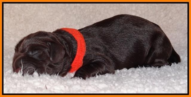 Darling Hero pups newborn 034
