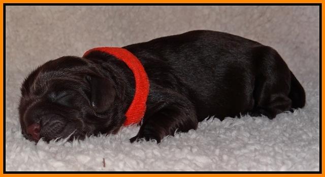Darling Hero pups newborn 036