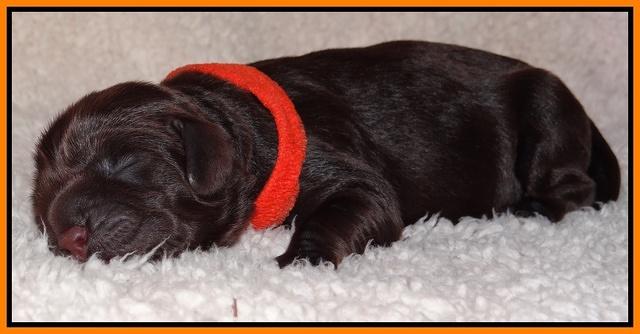 Darling Hero pups newborn 037