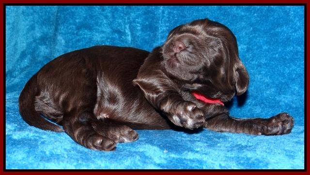 Darling Hero pups 1 wk old 141