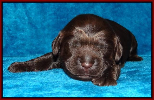 Darling Hero pups 1 wk old 151