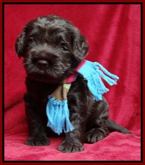 Darling Hero pups 3 wks old 171