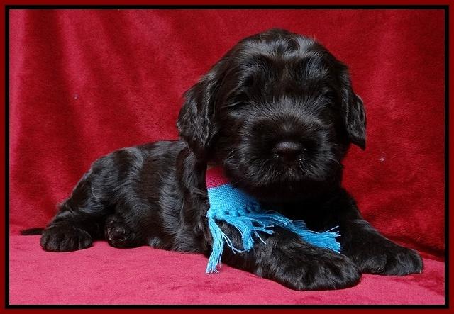 Darling Hero pups 3 wks old 191