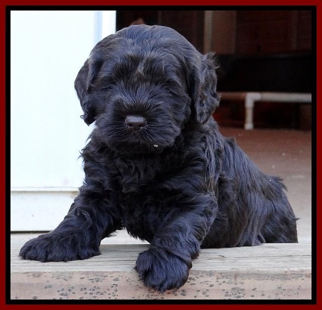 Darling Hero pups 5 wks old 046