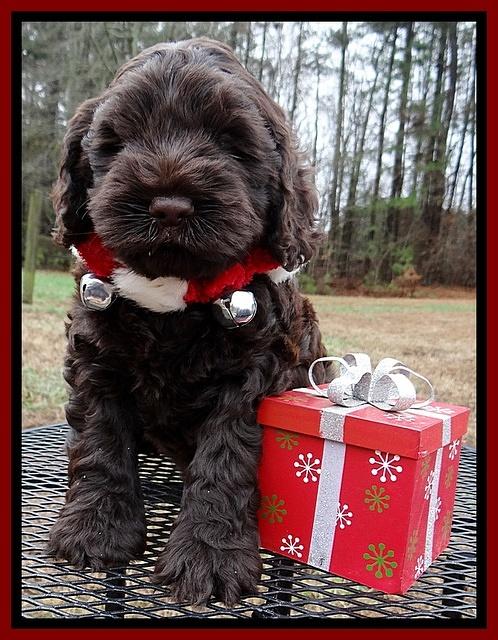 Darling Hero pups 6 wks old 281
