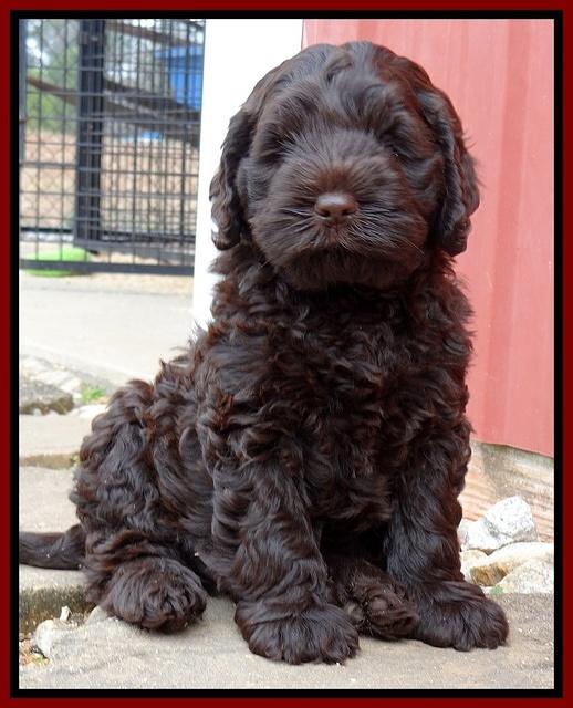 Darling Hero pups 7 wks old 301