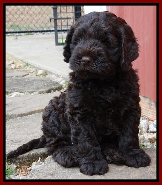 Darling Hero pups 7 wks old 311