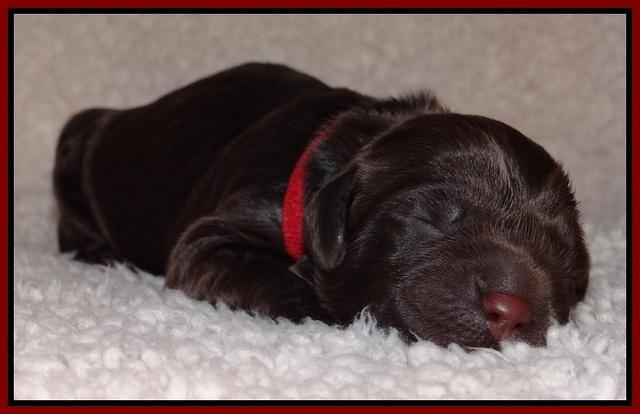 Darling Hero pups newborn 044