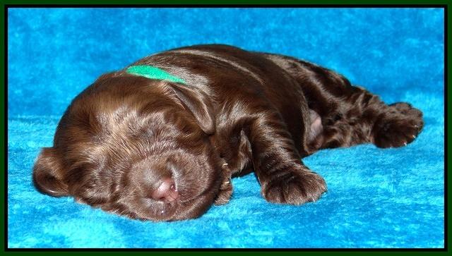 Darling Hero pups 1 wk old 181