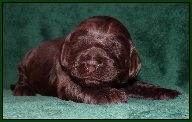 Darling Hero pups 2 wks old 067