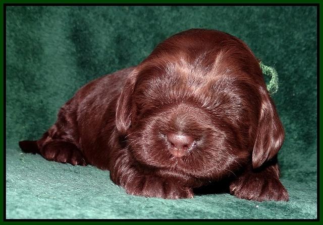 Darling Hero pups 2 wks old 070