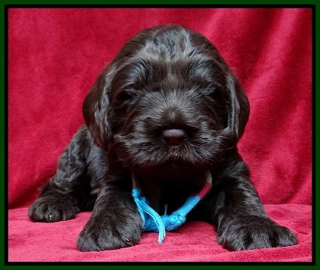 Darling Hero pups 3 wks old 211