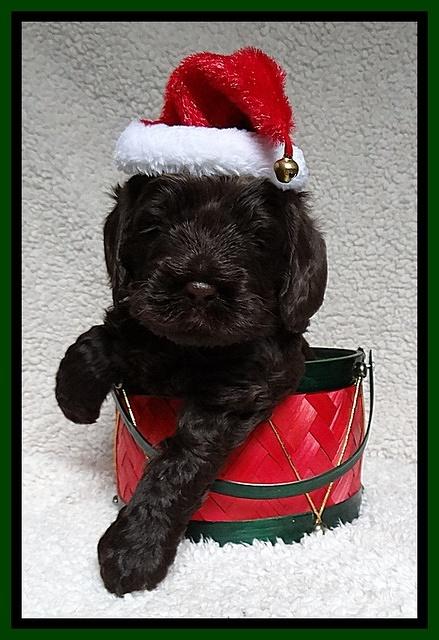 Darling Hero pups 4 wks old 075