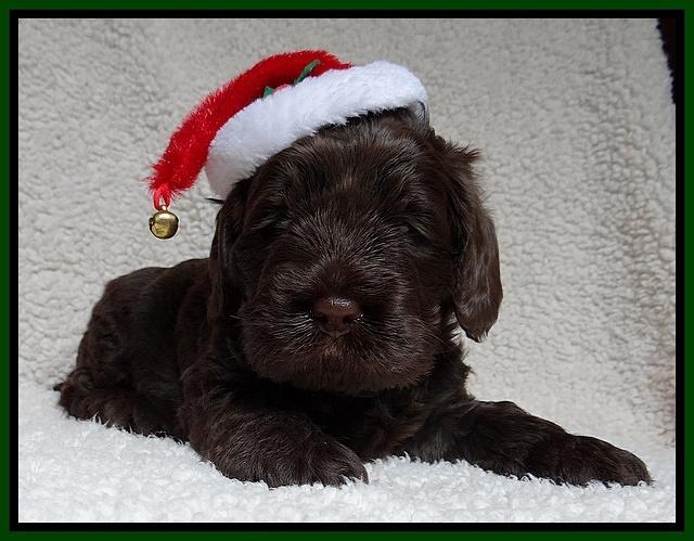 Darling Hero pups 4 wks old 091