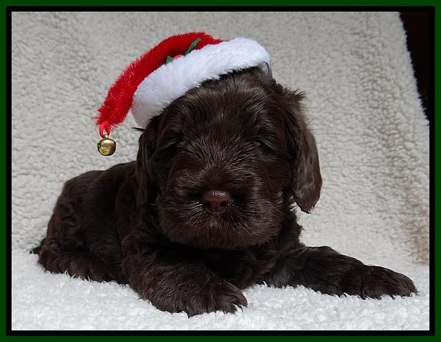 Darling Hero pups 4 wks old 092