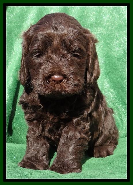Darling Hero pups 5 wks old 271